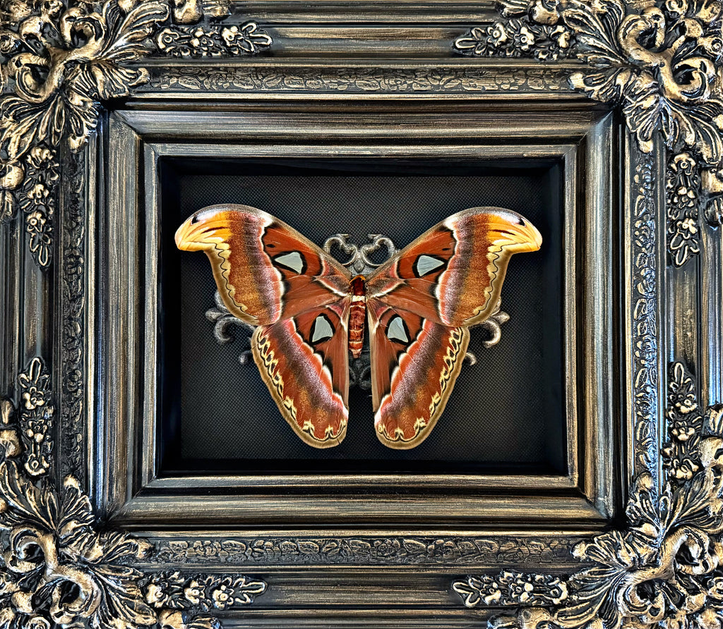 “Atlas Moth”