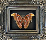 “Atlas Moth”