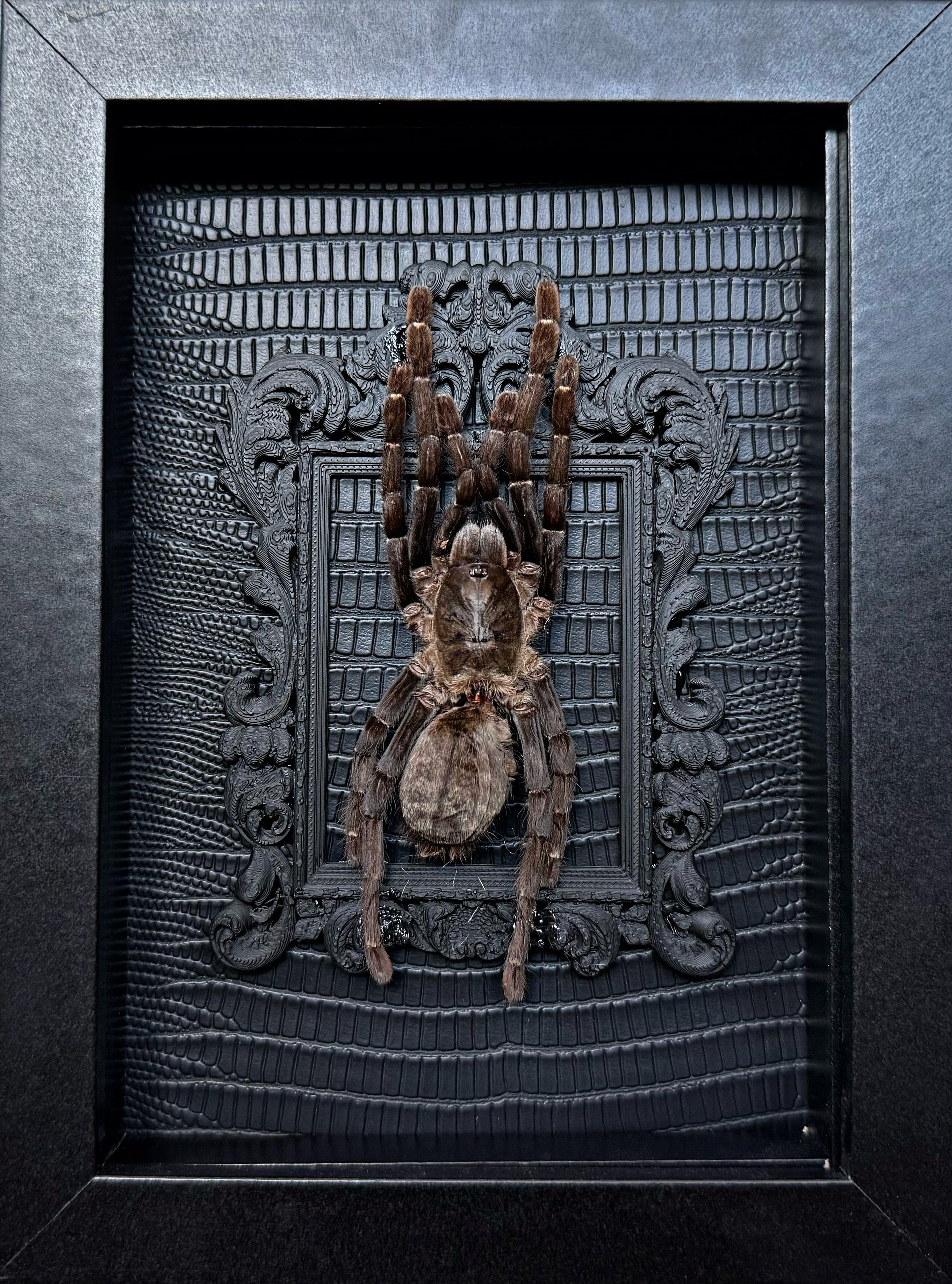 “Bird Eating Tarantula”