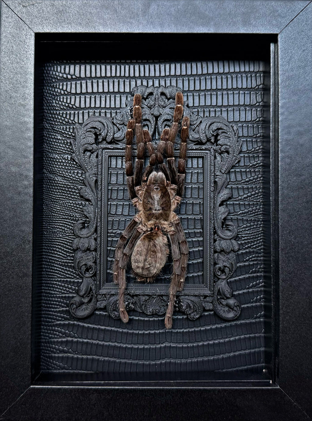 “Bird Eating Tarantula”