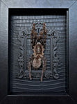 “Bird Eating Tarantula”