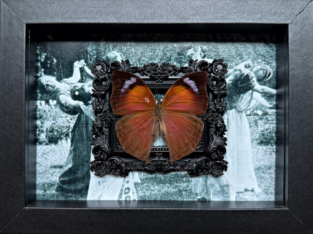Salamis Anteva- Butterfly