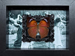 Salamis Anteva- Butterfly