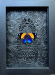 NEW “Callicore Excelsior”- Butterfly