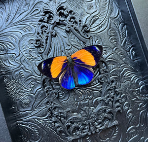 NEW “Callicore Excelsior”- Butterfly