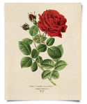 Vintage Botanical Red Jack Rose Print