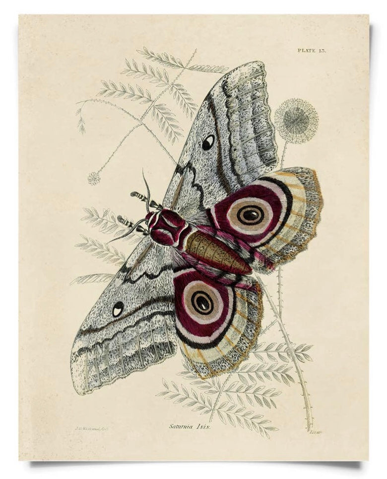 Vintage Insect Saturnia Isis Moth Print