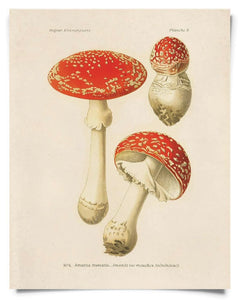 Vintage Magic Mushroom Print