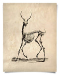 Vintage Deer Skeleton Print