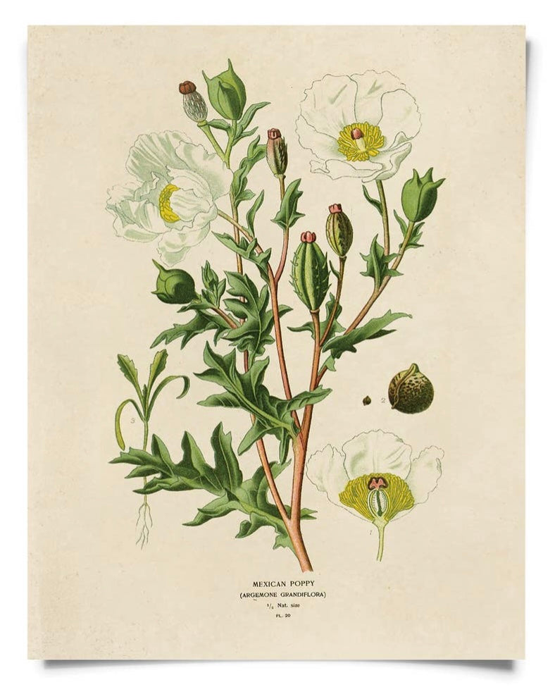 Vintage Botanical Mexican Poppy Print