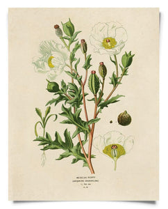 Vintage Botanical Mexican Poppy Print