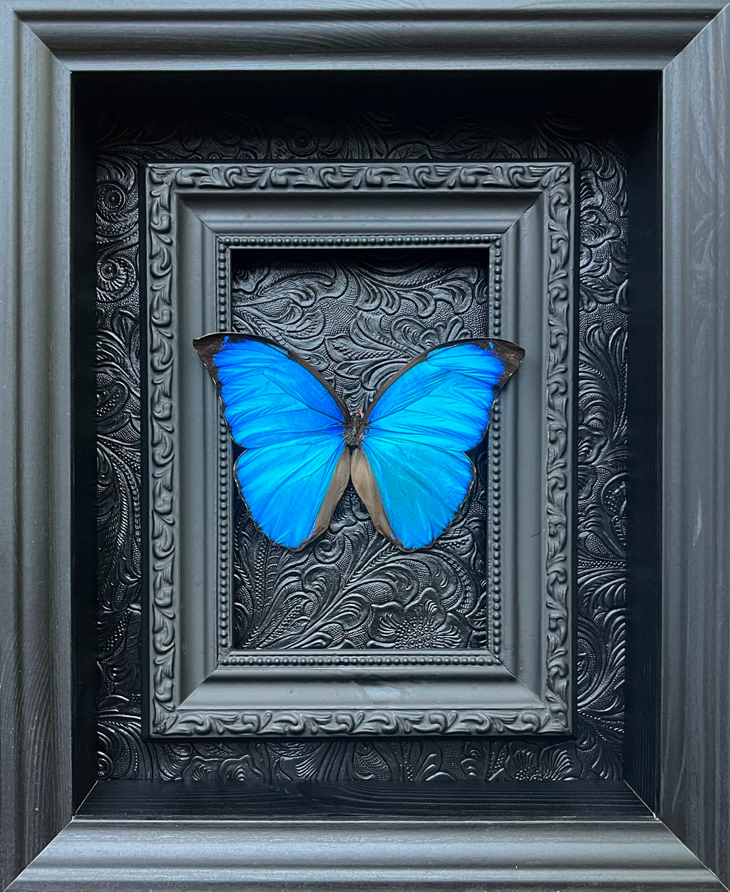 “Sky Blue Morpho”- Butterfly
