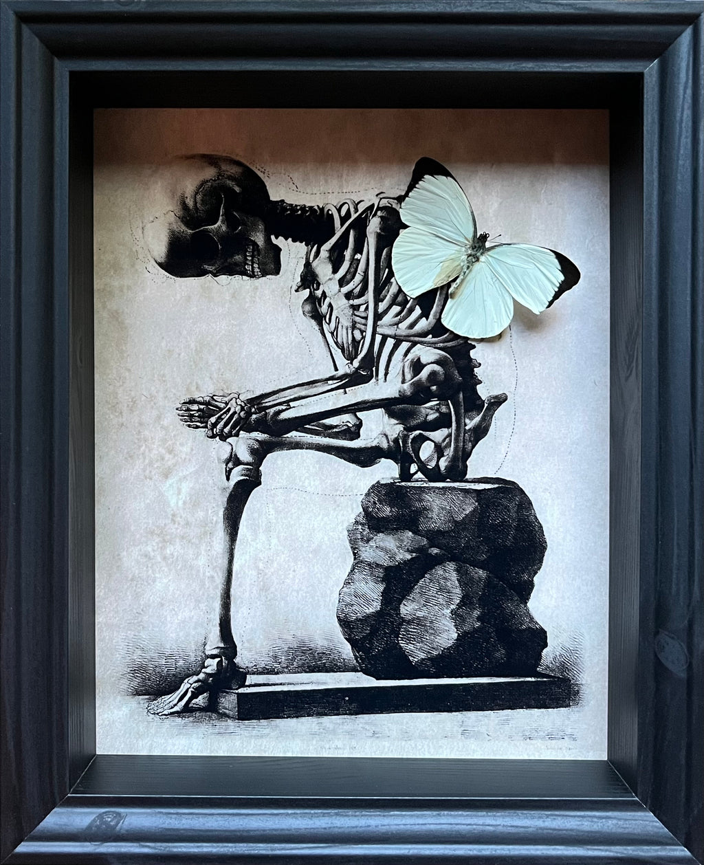 “Ascia Buniae”- Butterfly