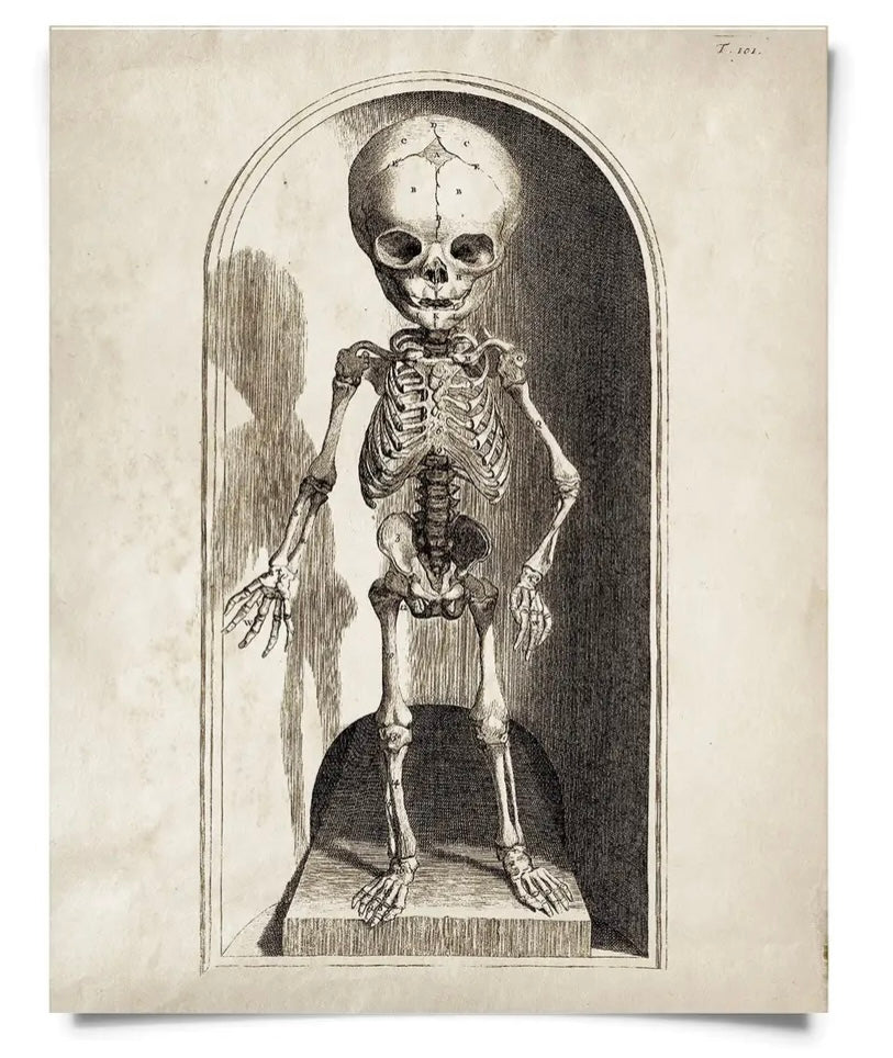 Vintage Anatomy Small Skeleton Print