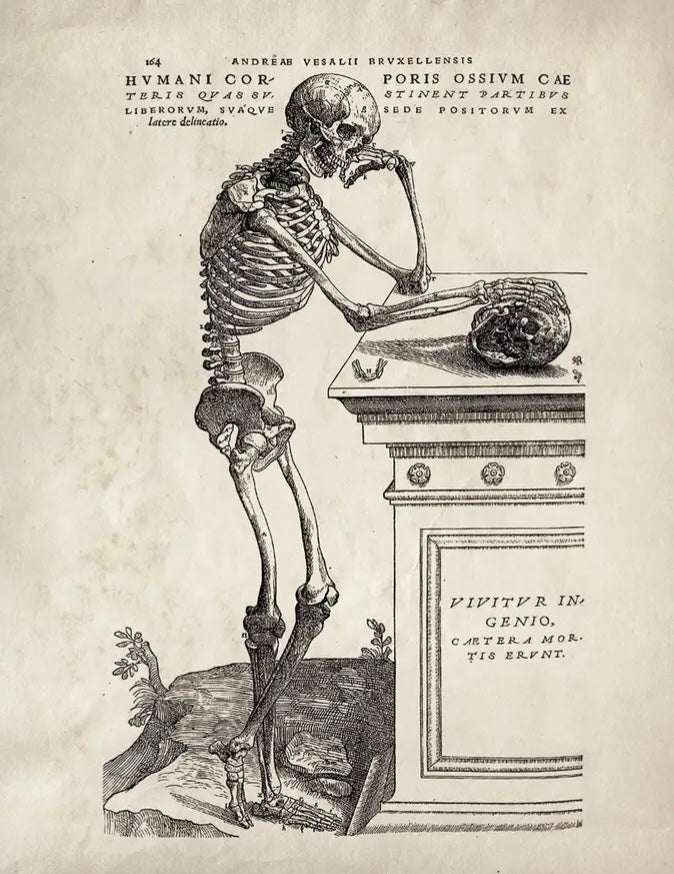 Vintage Anatomy Skeleton Leaning Print