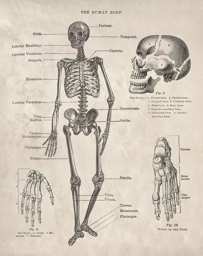 Vintage Anatomy Human Body Skeleton Print