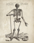 Vintage Anatomy Skeleton Standing Print