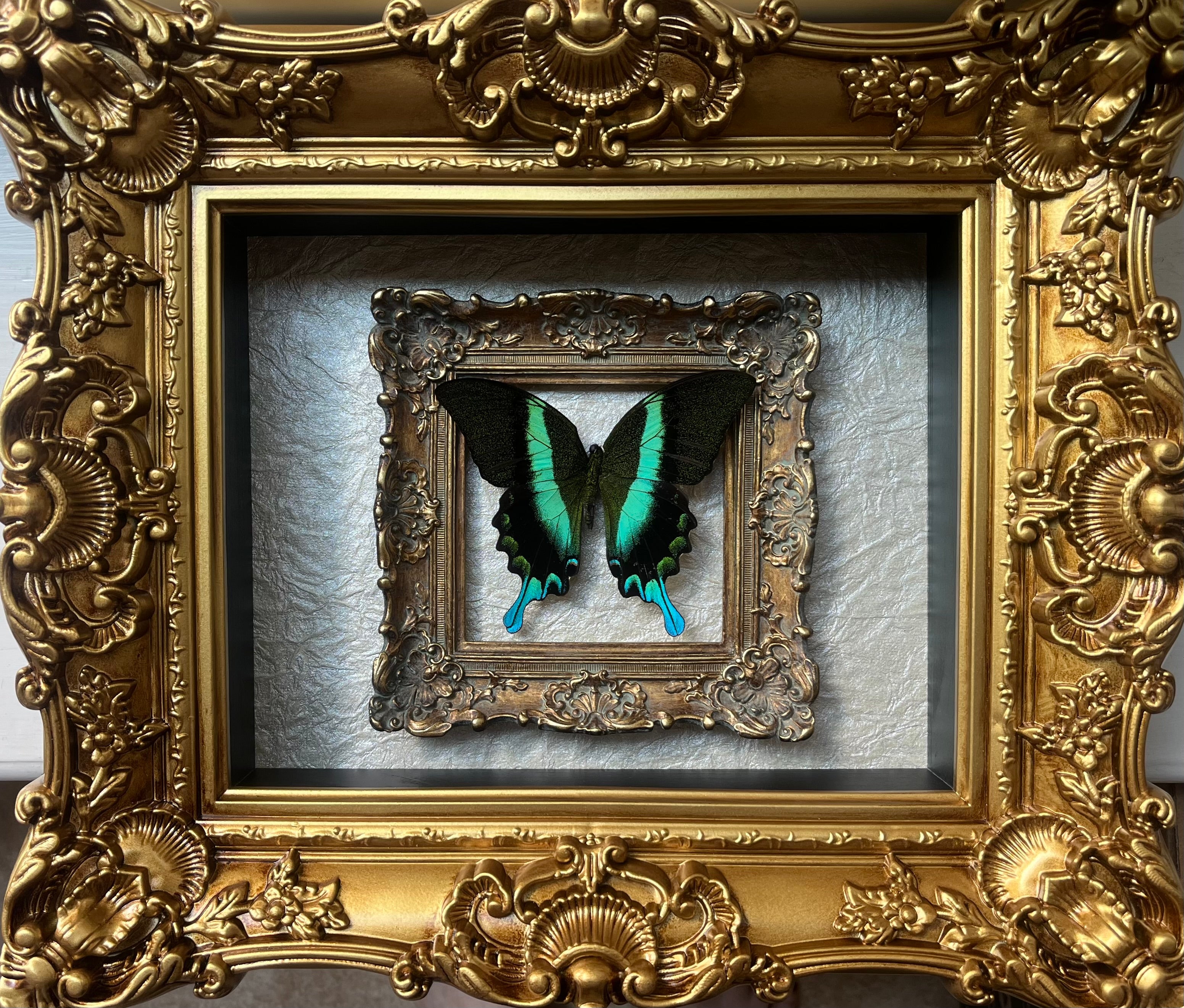 “Papilio Blumei”- Butterfly