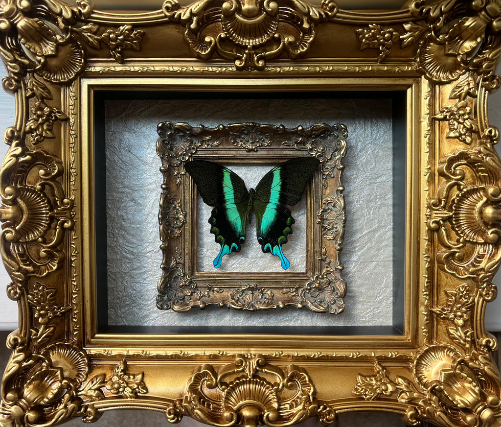 “Papilio Blumei”- Butterfly