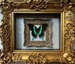 “Papilio Blumei”- Butterfly