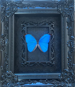 “Sky Blue Morpho”- Butterfly