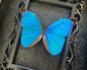 “Sky Blue Morpho”- Butterfly