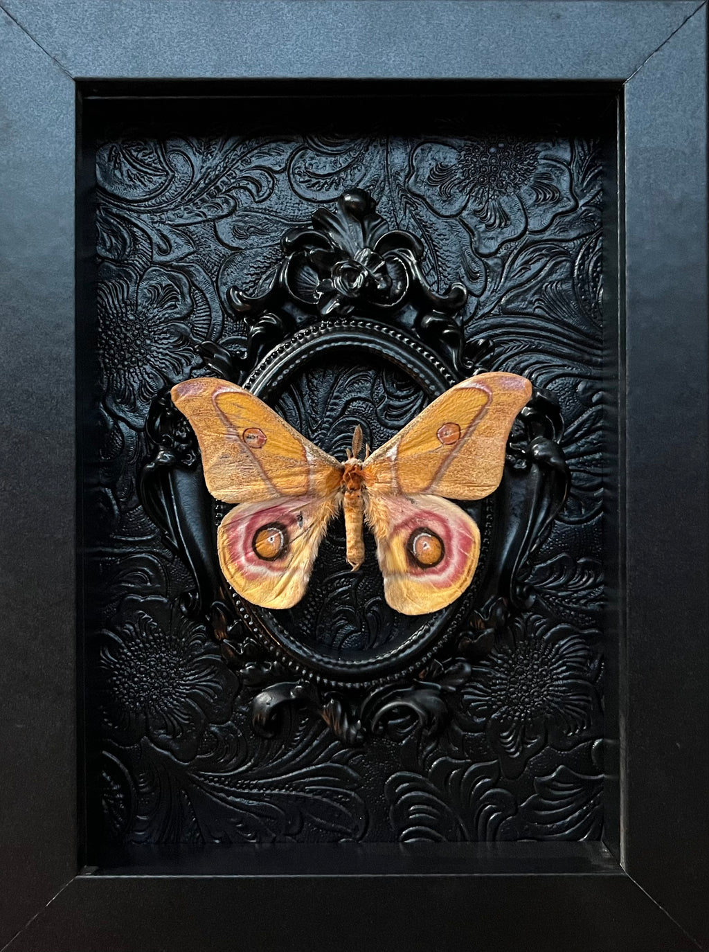 “Saturn Moth”
