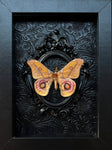 “Saturn Moth”