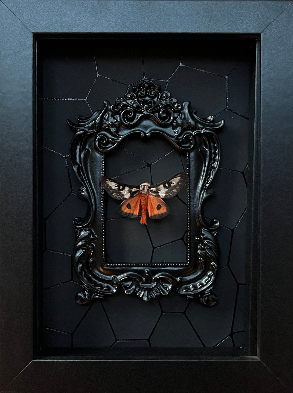 “Sheep Moth”