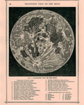 NEW “Moon”