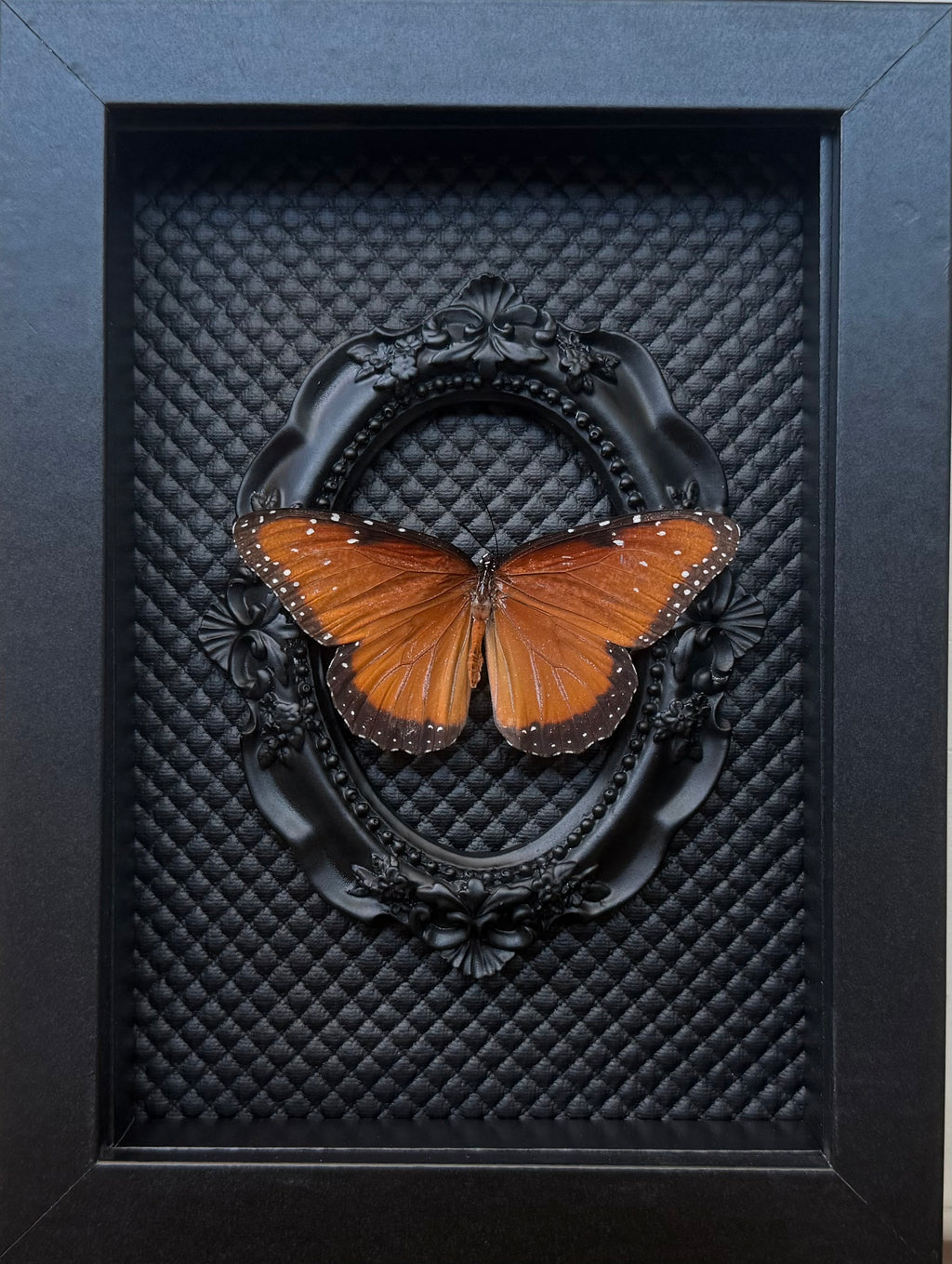 “Queen Monarch”- Butterfly