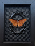 “Queen Monarch”- Butterfly