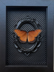 “Queen Monarch”- Butterfly