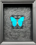 “Sky Blue Morpho”- Butterfly