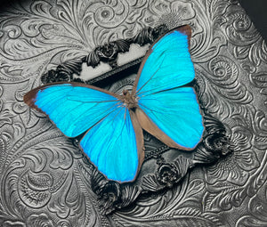 “Sky Blue Morpho”- Butterfly