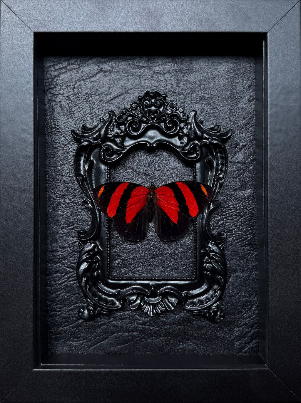 “Callicore Cynosura”- Butterfly