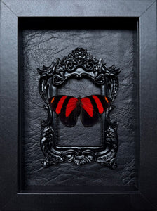 “Callicore Cynosura”- Butterfly