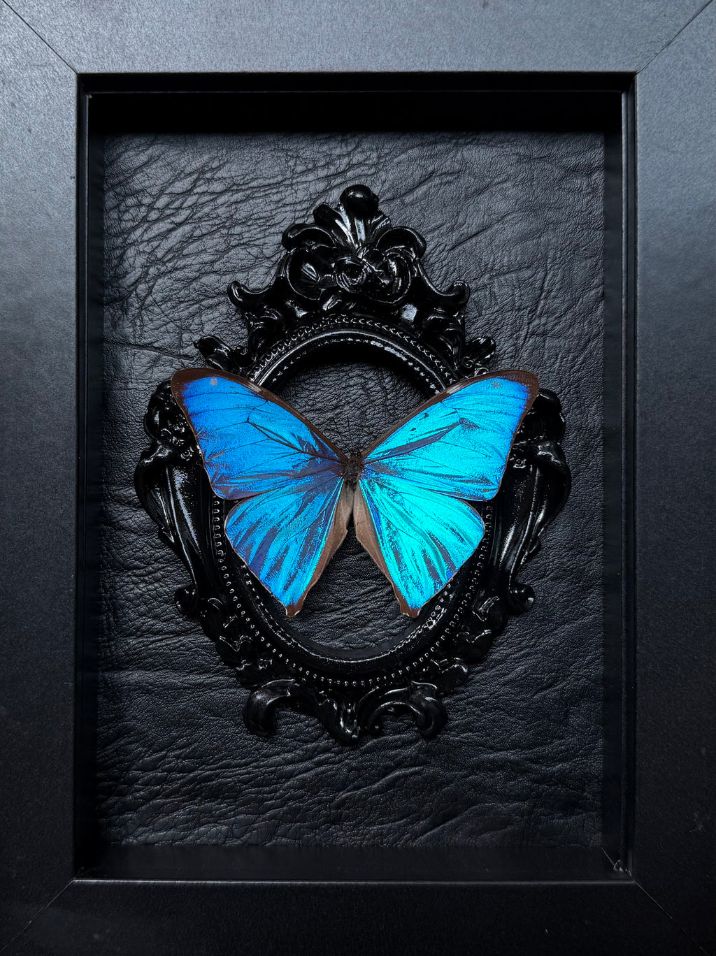 “Blue Morpho”- Butterfly