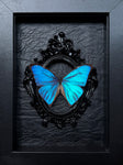 “Blue Morpho”- Butterfly