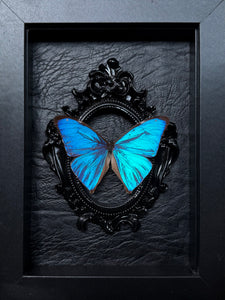 “Blue Morpho”- Butterfly