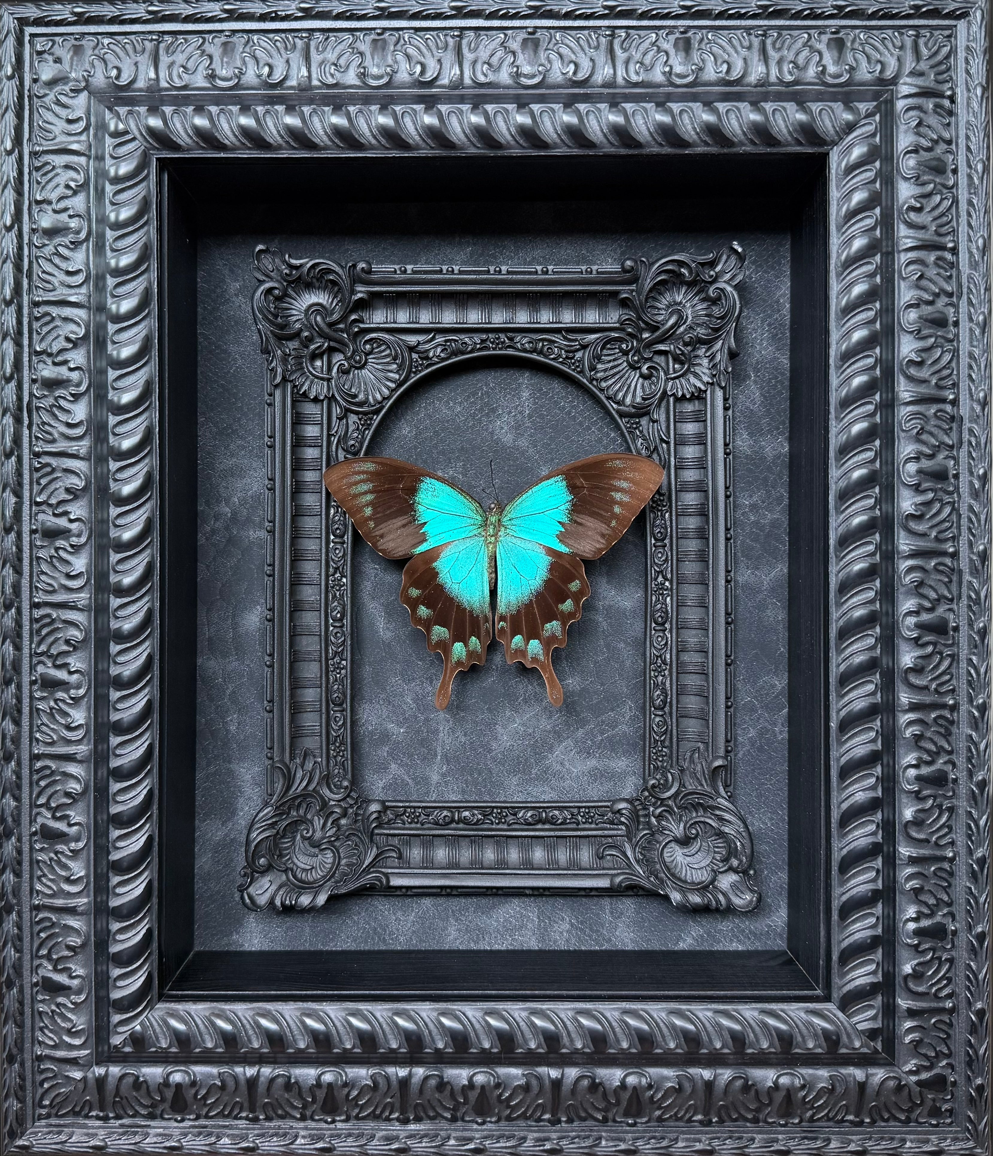 “Papilio lorquinianus“- Butterfly