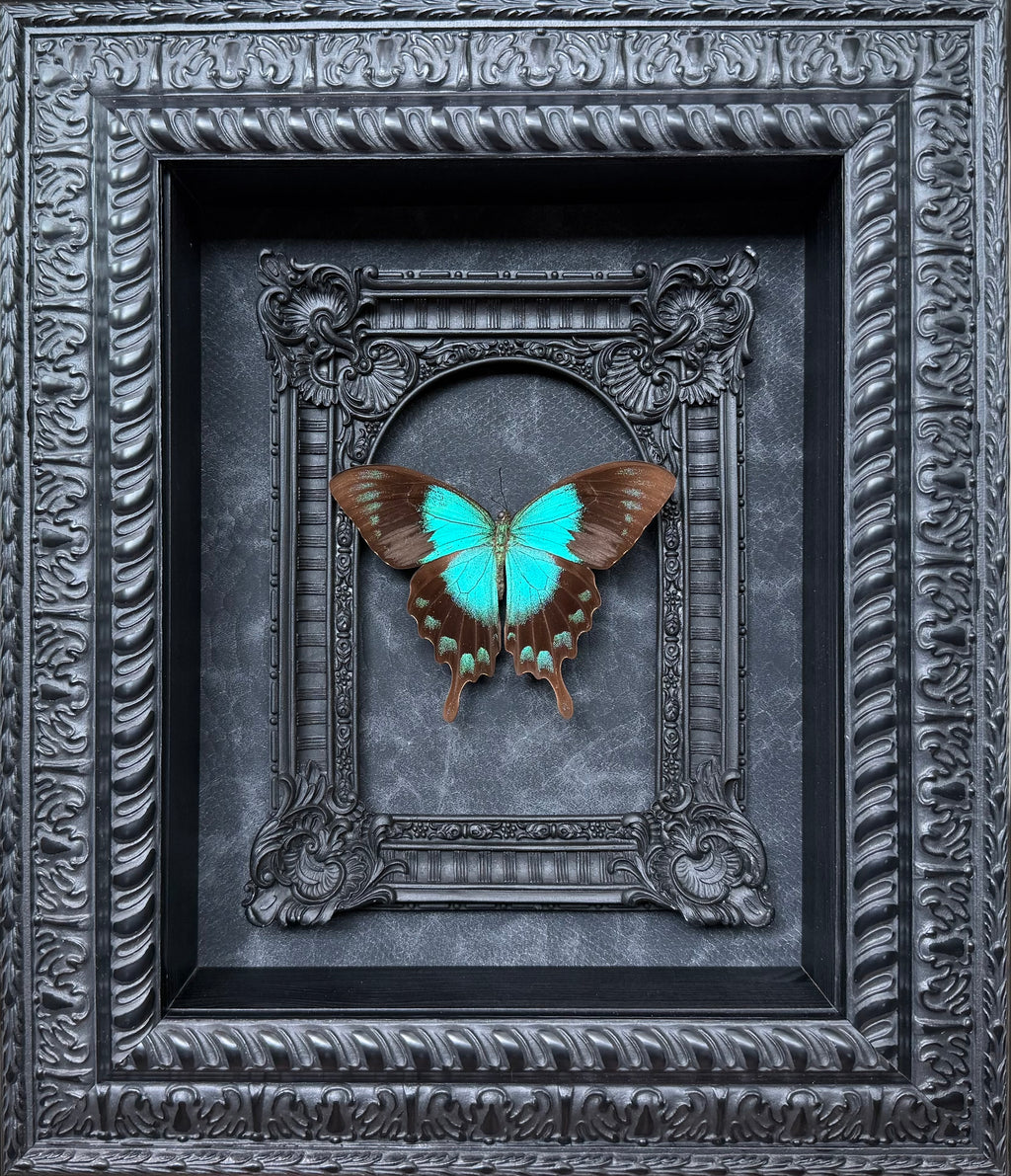 “Papilio lorquinianus“- Butterfly
