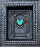 “Papilio lorquinianus“- Butterfly