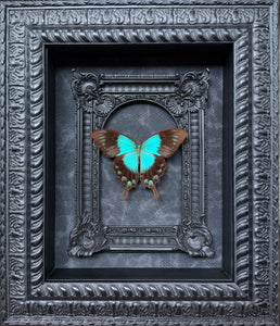 “Papilio lorquinianus“- Butterfly