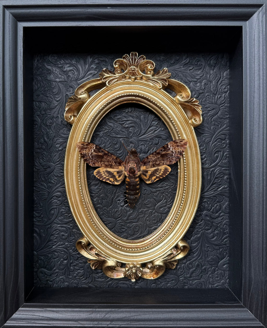 “Death Head Moth”