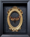 “Death Head Moth”