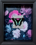 “Papilio Brominus”- Butterfly