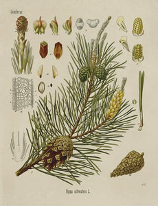 NEW “Vintage Botanical Scots Pine”- Print