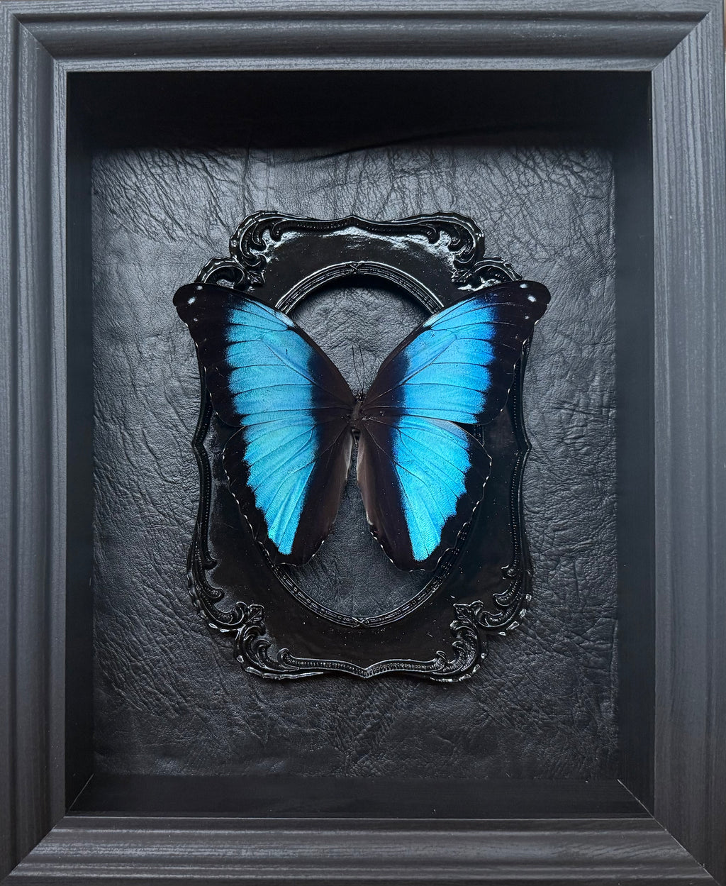 “Morpho Achilles”- Butterfly