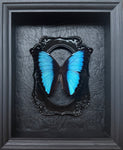 “Morpho Achilles”- Butterfly
